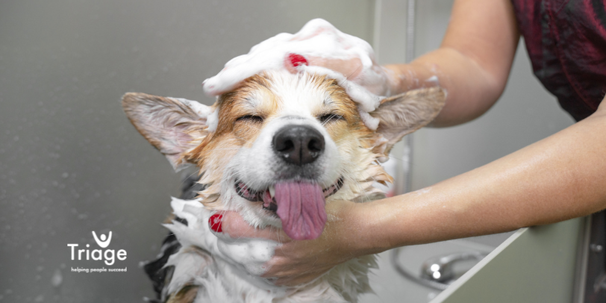 A dog being washed with a close up on it's soapy face. His eyes are closed and his tongue is out.