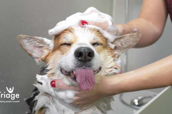 A dog being washed with a close up on it's soapy face. His eyes are closed and his tongue is out.